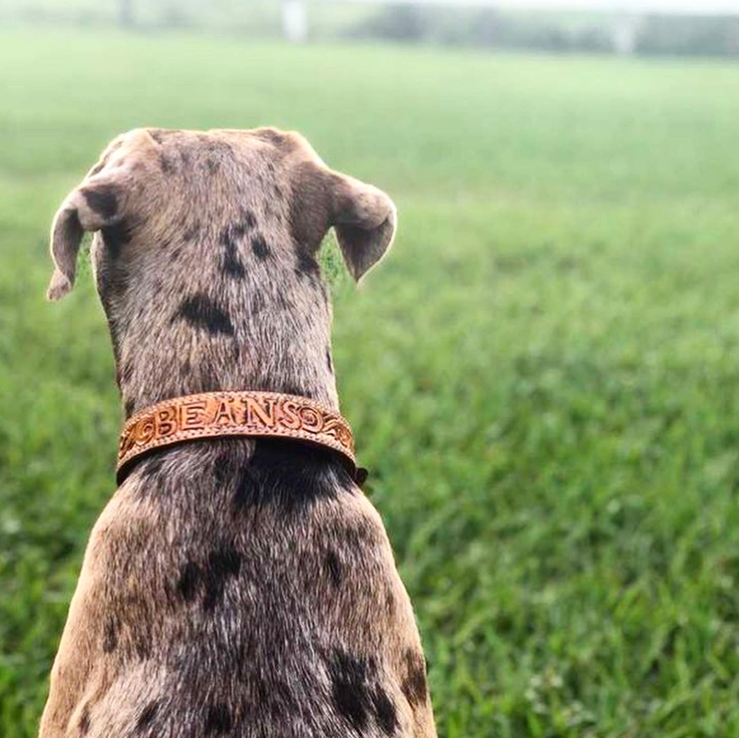 Custom Dog Collar