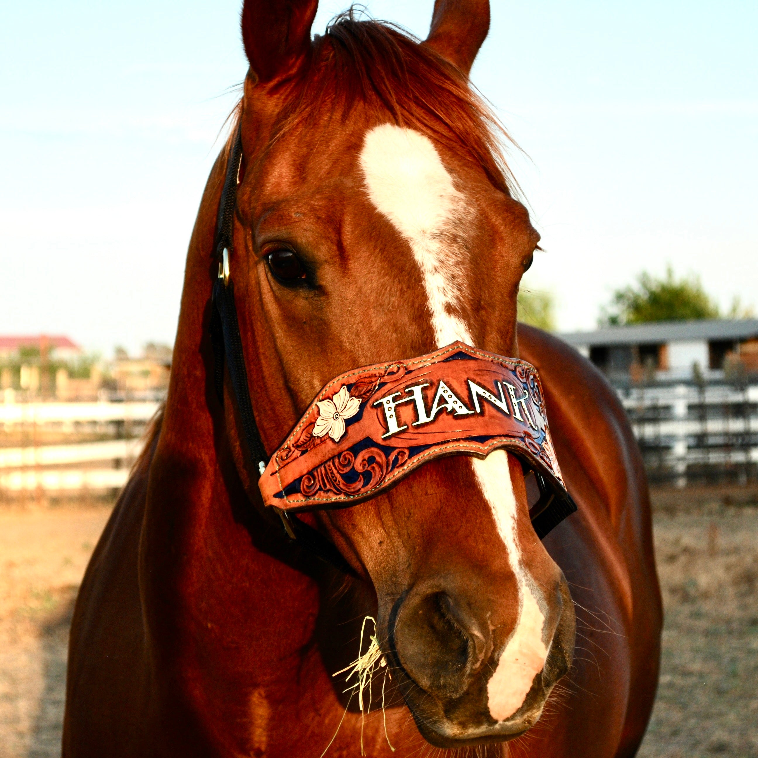 Custom Bronc Halter