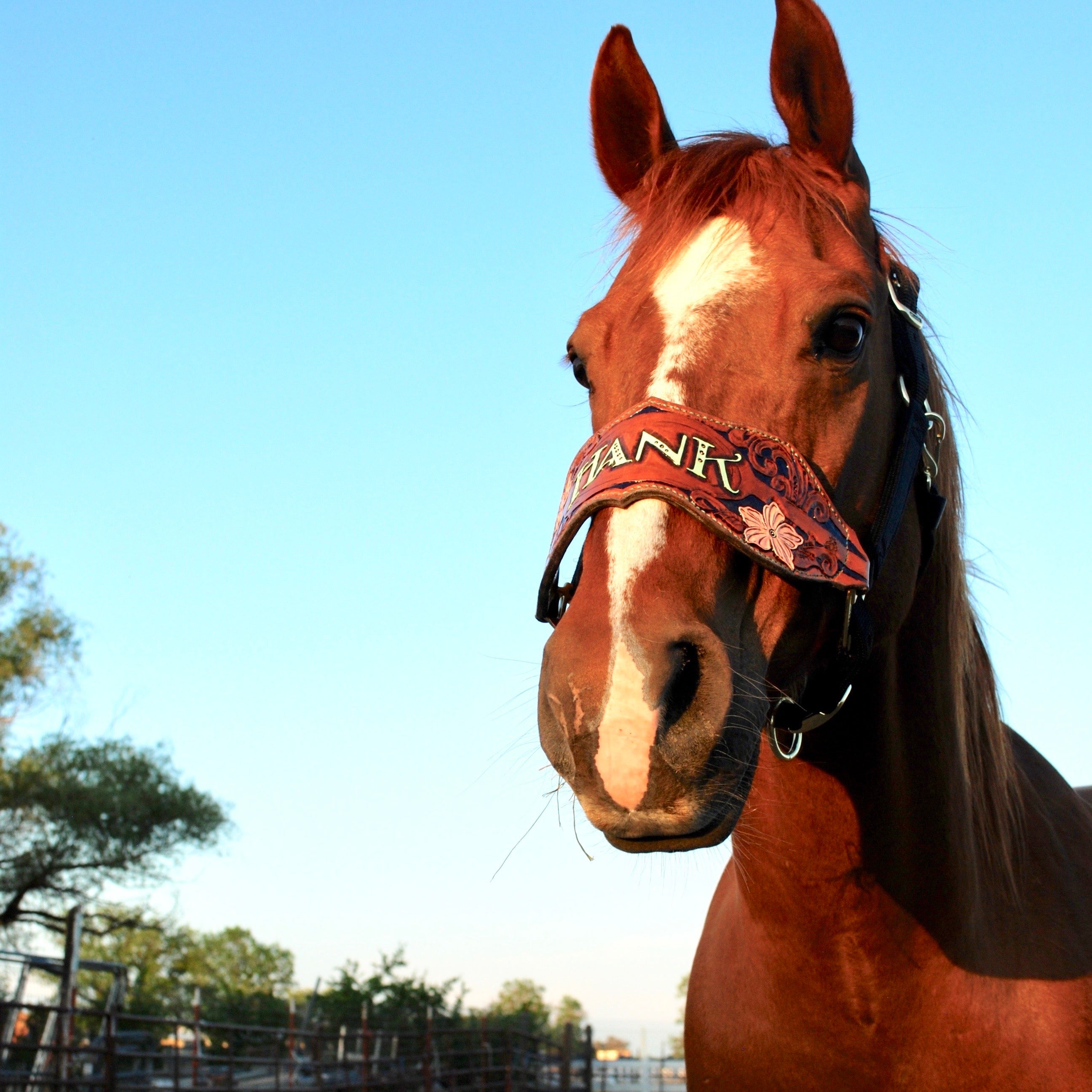 Custom Bronc Halter