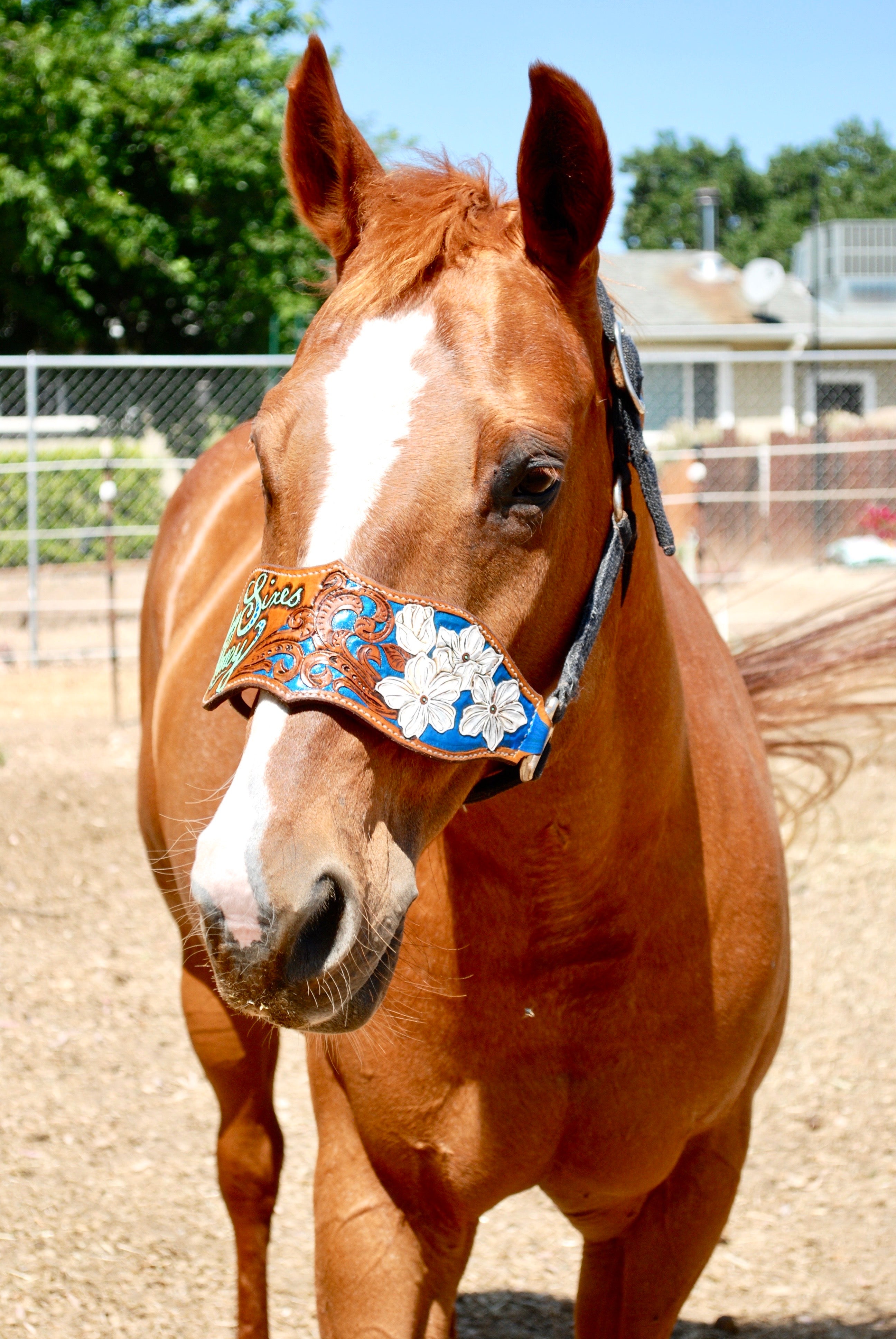 Custom Bronc Halter
